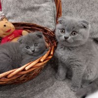 Шотландски клепоухи котенца , снимка 2 - Британска късокосместа - 39110730