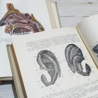 Анатомия на човека - Атлас на Карданов, комплект, снимка 3 - Специализирана литература - 42222037