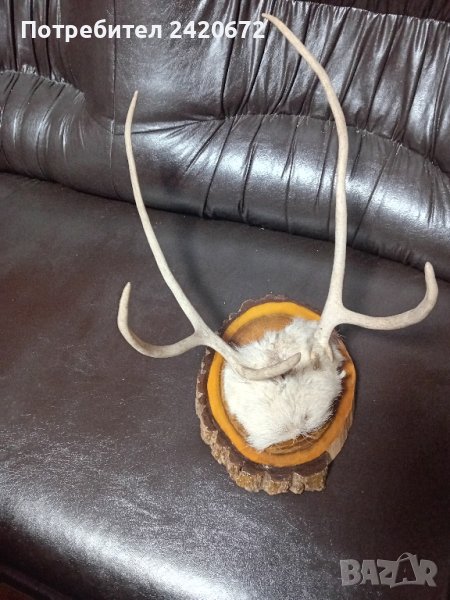 рога на  северен  елен, снимка 1