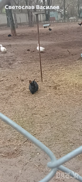 Продавам зайци, петли и патици за консумация + декоративно козле, снимка 1