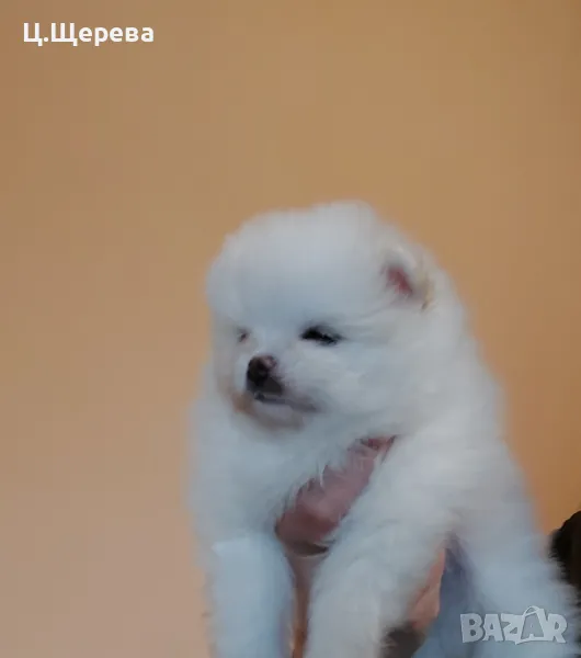 померан момченце , снимка 1