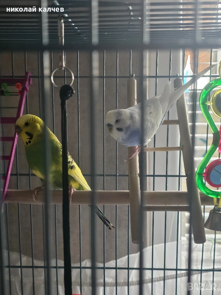 продавам вълнисти папагали, снимка 1