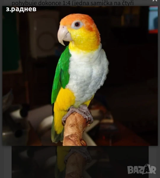 Кайки бебета, снимка 1