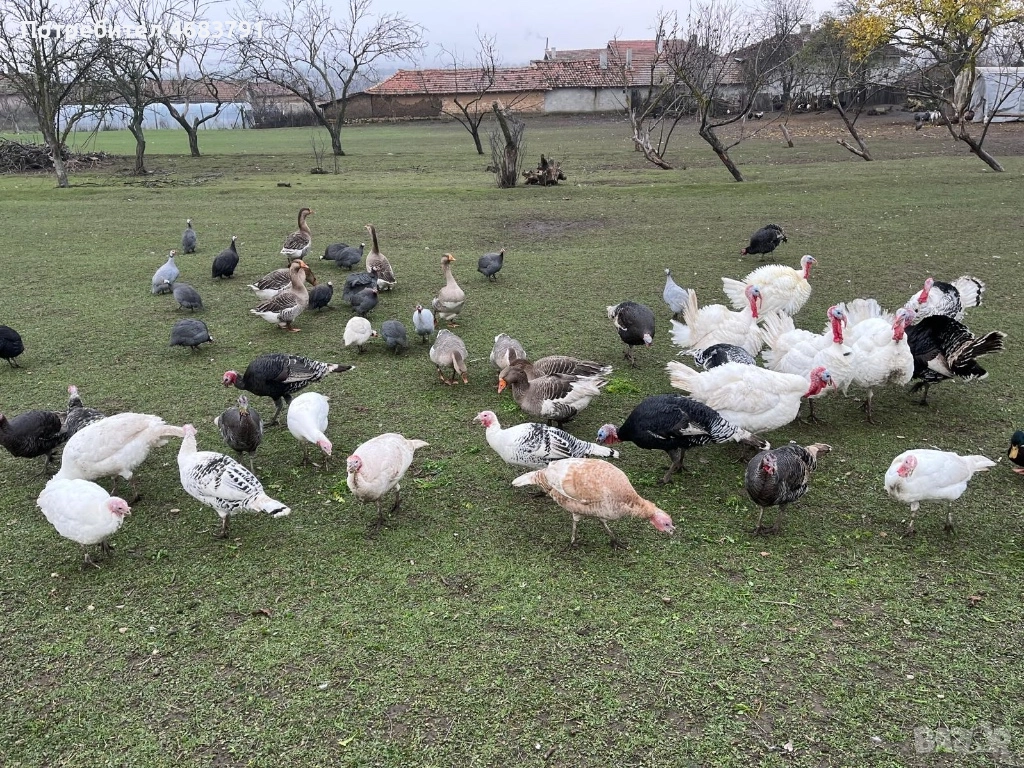 Продавам домашни отглеждани пуйки,гъски,патици и токачки, снимка 1