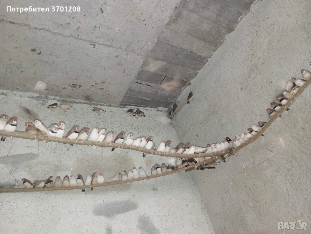 Продавам зеброви амадинки , снимка 1