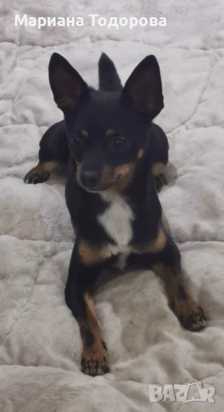 Сърнист мини пинчер, снимка 1