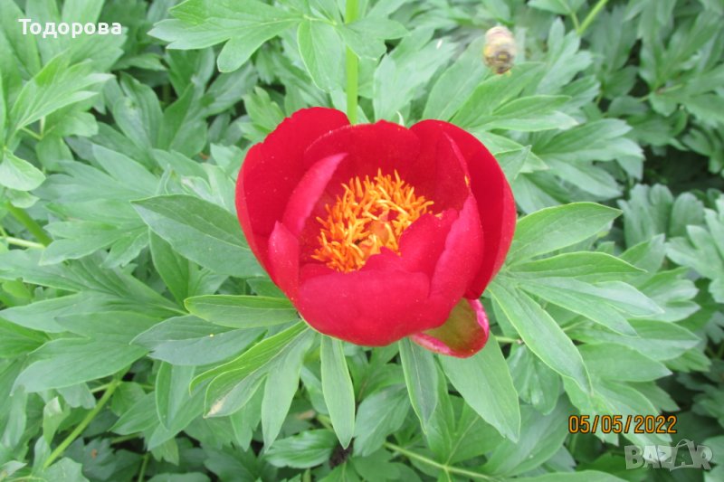 обикновен горски  божур, снимка 1