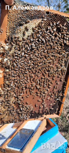пчелни отводки 2024, снимка 1