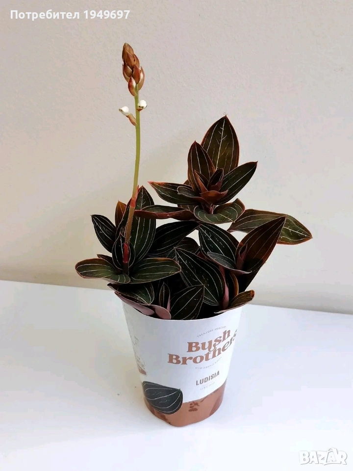 Лудизия, снимка 1