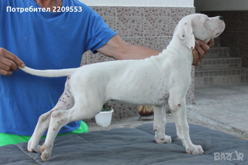 Дого Аржентино FCI, снимка 1