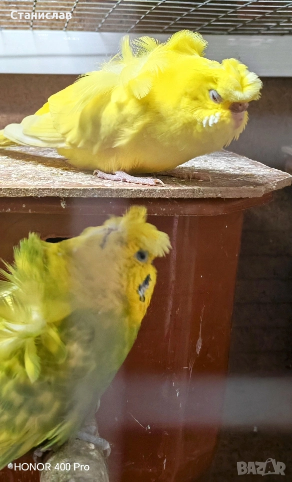 продавам вълнисти папагали, хиликоптери и чачулата амадинка, снимка 1