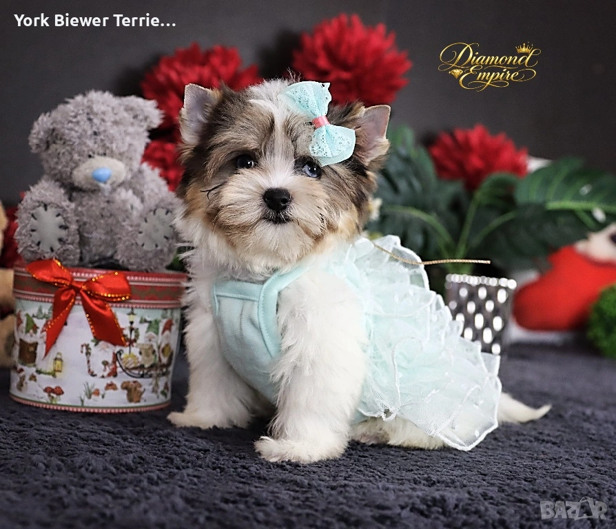 Йорк с сини очи! Мини момиче с родословие и доставка! , снимка 1