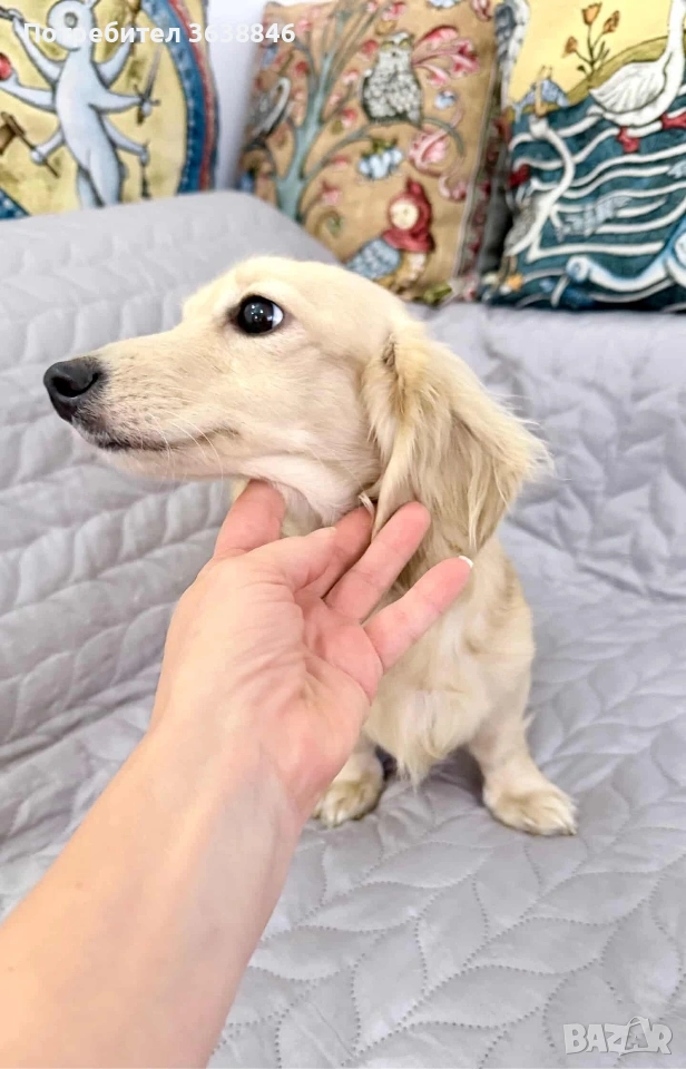 Дългокосмест дакел, снимка 1