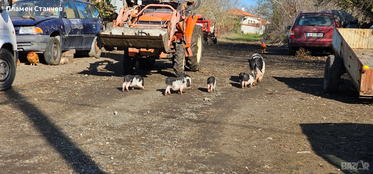виетнамски прасета прасенца, снимка 1