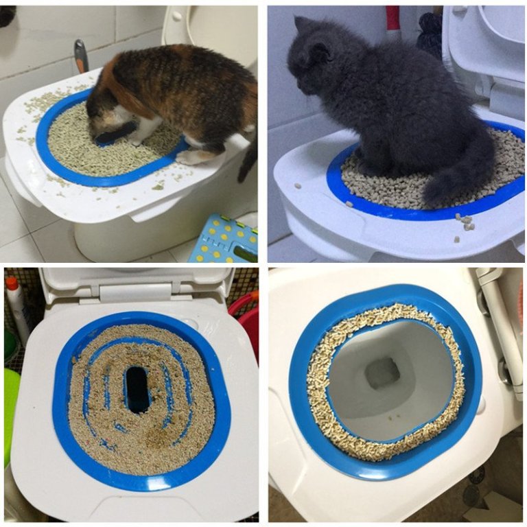 Да научим котката да ходи в човешката тоалетна! котешка коте в За котки в  гр. Велико Търново - ID29790017 — Bazar.bg