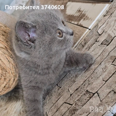Британски котета. , снимка 6 - Британска късокосместа - 53879130