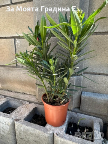 Зокум - Олеандър, снимка 12 - Градински цветя и растения - 54108958