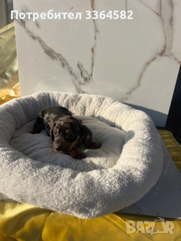 Дакел, снимка 10 - Дакели - 53977935