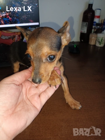 Мъжки мини пинчер