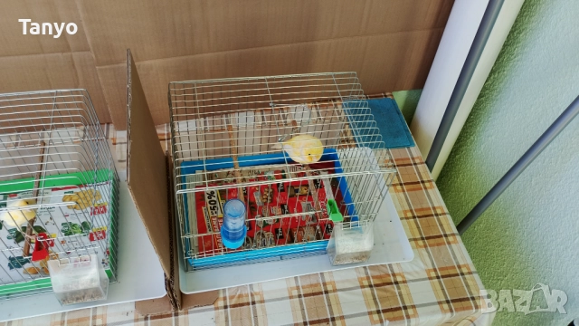 Мъжко и женско,тазгодишни.Орфей, снимка 7 - Канари - 52772739