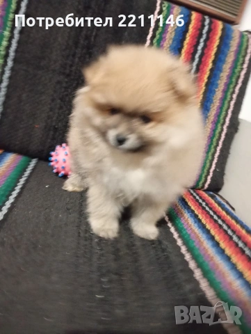 померанчета, снимка 2 - Померан - 53952195