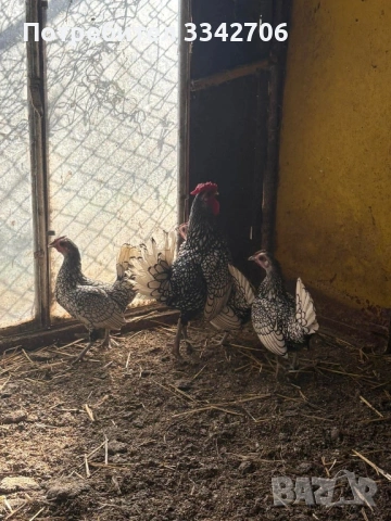 Оплодени яйца от копринки, зибрайд, антверпенска брадата и легхорн, снимка 4 - Кокошки и пуйки - 53878335