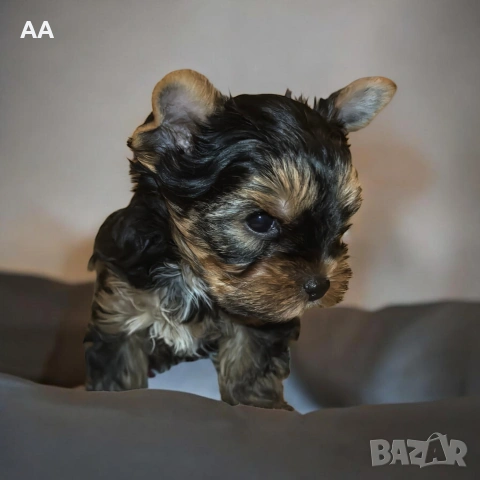 Йоркширски териер-момче