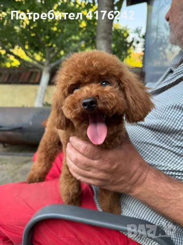 Toy с корейско потекло, снимка 4 - Пудели - 51015984