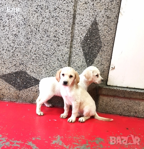 Лабрадор ретривър , снимка 4 - Лабрадор ретривър - 52897392