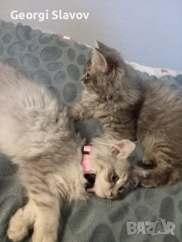 Сибирски котета, снимка 4 - Сибирски - 51027920