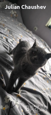 Британска Късокосместа 