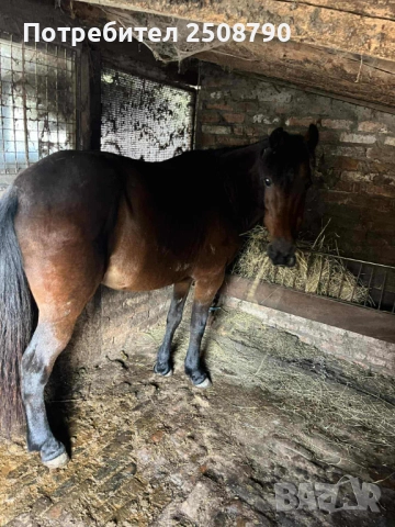 Продавам кобила, снимка 1