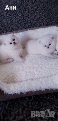 Шепичка Любов.Котенца Мечта., снимка 4 - Британска късокосместа - 54254983