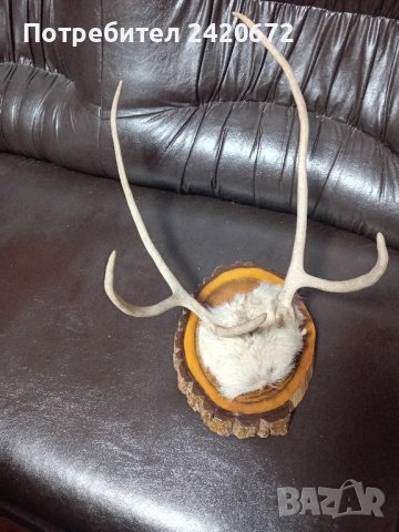 рога на  северен  елен, снимка 1