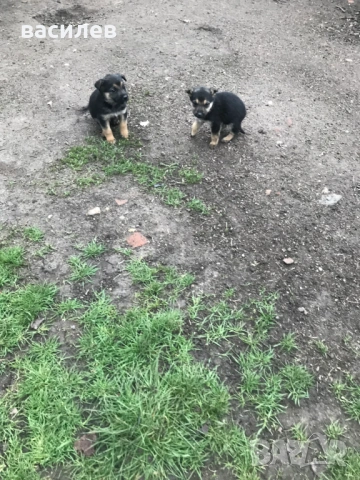 немска овчарка, снимка 2 - Немска овчарка - 53942688