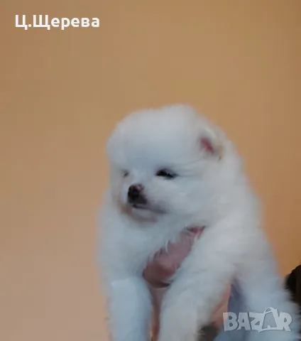 померан момченце , снимка 1