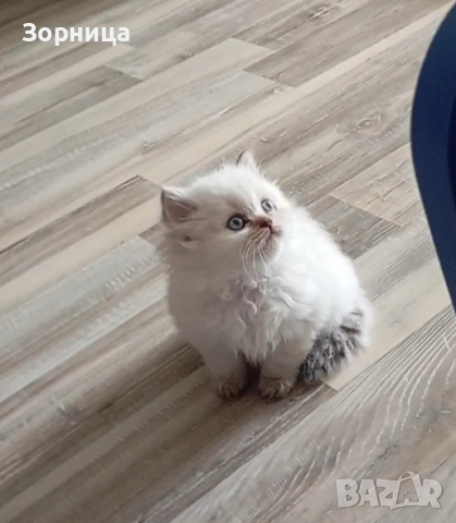 Британско дългокосместо коте, снимка 5 - Британска късокосместа - 54337713