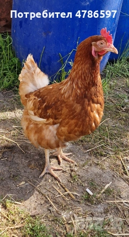 Елитни представители на породата Ломан Браун (12 месеца)