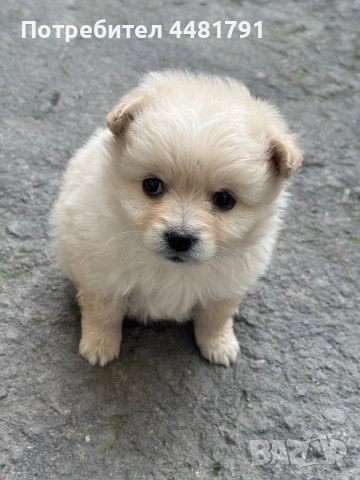 Померан-Мини шпиц, снимка 4 - Померан - 54044256