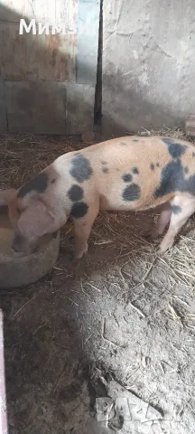 Продавам  мъжко прасенце
