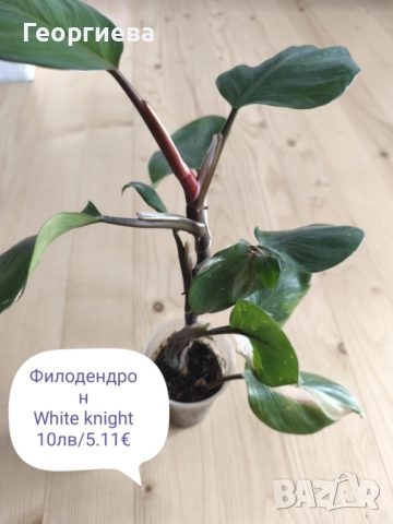 филодендрон, маранта, аглаонема, снимка 6 - Стайни растения - 50859161