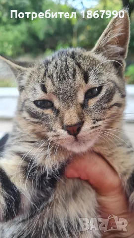 тигрово коте, женско, търси дом, снимка 3 - Други - 55965840