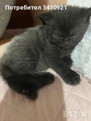 Британска златна чинчила, снимка 2 - Британска късокосместа - 52356608