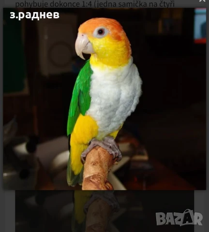 Кайки бебета