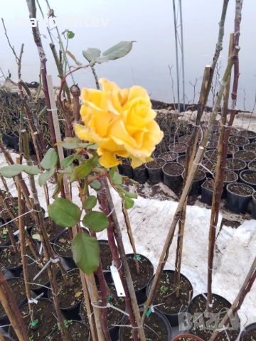 Щамбови рози , снимка 3 - Градински цветя и растения - 53076354