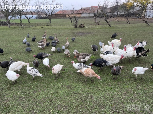 Продавам домашни отглеждани пуйки,гъски,патици и токачки