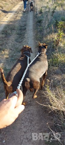 НОВО >>> Двоен повод за малки и големи кучета , снимка 10 - За кучета - 42590339