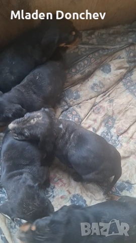 Продавам малки гончета 
