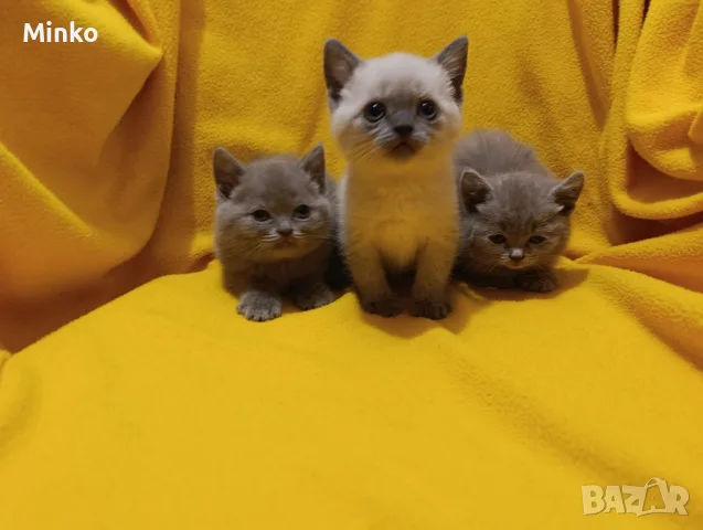 Котета от порода Руска синя котка !, снимка 12 - Руска синя котка - 56255721