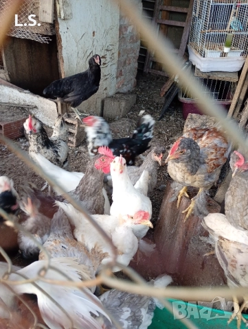 Продам пилета ,ярки млади петлета , снимка 14 - Кокошки и пуйки - 51726042